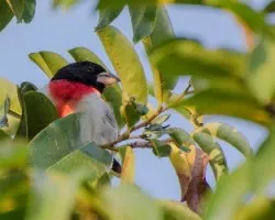 Pheucticus ludovicianus