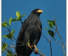 Buteogallus subtilis