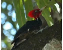 Campephilus guatemalensis