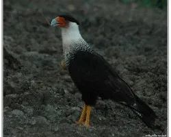 Caracara cheriway