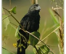 Crotophaga sulcirostris
