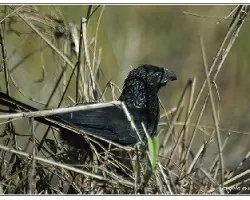 Crotophaga sulcirostris