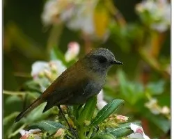 Catharus gracilirostris