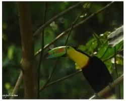 ramphastos sulphuratus