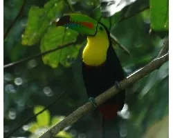 ramphastos sulphuratus
