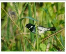 Sporophila americana