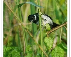 Sporophila americana