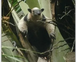 Tamandua mexicana