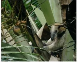 Tamandua mexicana