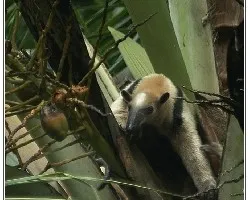 Tamandua mexicana