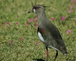 Vanellus chilensis