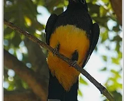 Trogon melanocephalus
