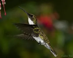 Leucochloris albicollis