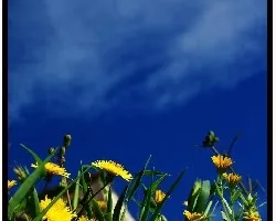 Taraxacum officinale