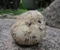 Hongos a identificar