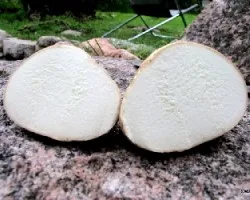 Hongos a identificar