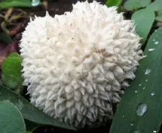 Mas hongos a identificar