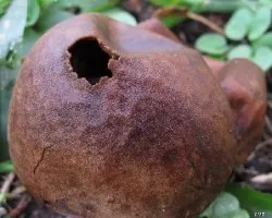 Mas hongos a identificar