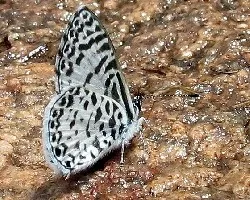 Leptotes cassius cassius
