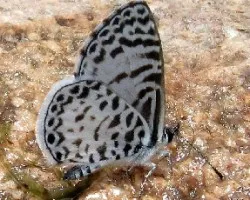 Leptotes cassius cassius