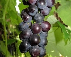 Vitis labrusca