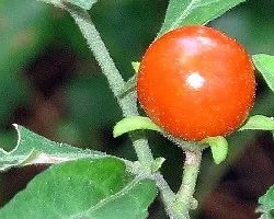 Solanum nigrum