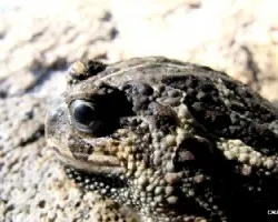 Odontophrinus americanus