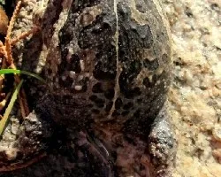 Odontophrinus americanus