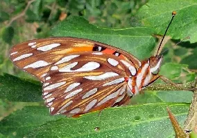 Agraulis vanillae