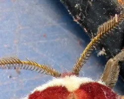 Rothschildia jacobaeae