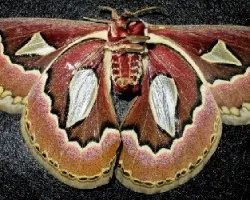 Rothschildia jacobaeae