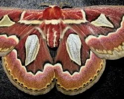 Rothschildia jacobaeae