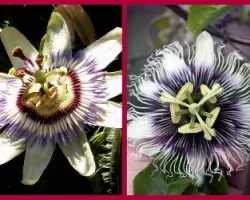 Passiflora caerulea y passiflora edulis