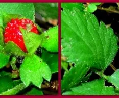 Fragaria chiloensis