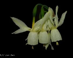 Narcissus triandrus