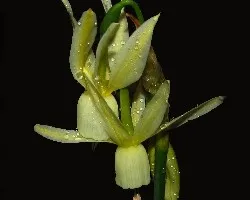 Narcissus triandrus