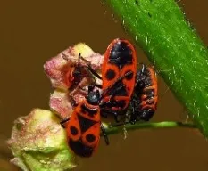 Pyrrhocoris apterus