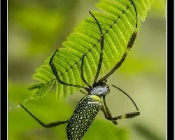 Nephila maculata