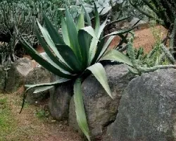 Agave americana