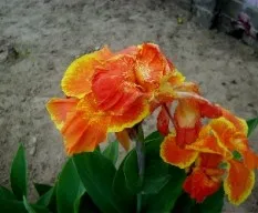 Canna coccinea mill