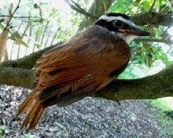 Pitangus sulphuratus