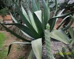 Agave americana