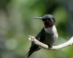 Archilochus colubris