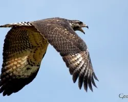 Buteogallus anthracinus