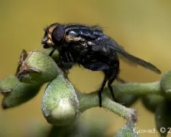 Musca domestica