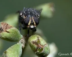 Musca domestica