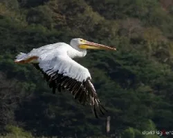 Pelecanus erythrorhynchos