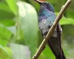 Colibri thalassinus