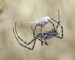 Argiope lobata