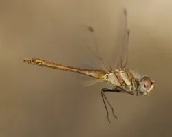 Sympetrum fonscolombii